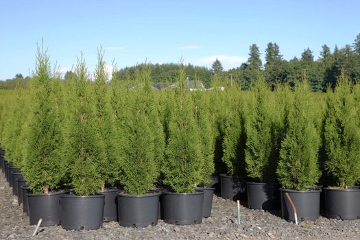 Pine tree seedlings in an outdoor nursery in Oregon.