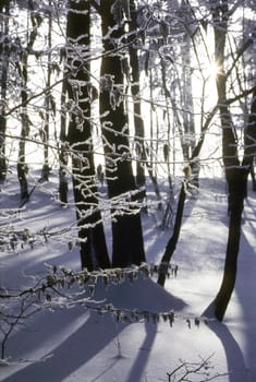 Forest in winter