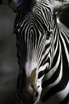 Zebra