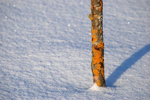 Small tree trunk covered with orange moss in the winter. Solar Reflections on powdery snow.