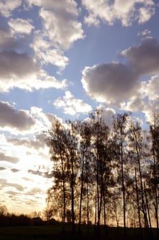 Cloudy sunset sky hidden away behind trees.