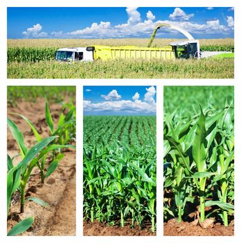 Collage of maize on the field