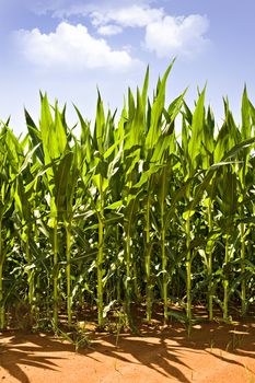 Beautiful green maize on the field