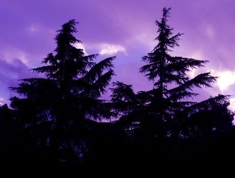 Silhouettes of two pine trees at sunset time