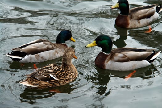 Colorful cute Mallard ducks floating in a lake pond          