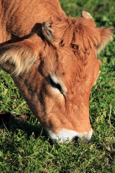 Portrait of a brown cow eating the green grass