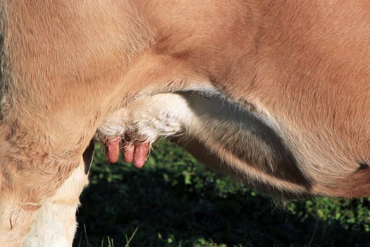 Close up of the udders of a brown cow