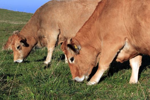 Two cows eating the green grass in the mountain