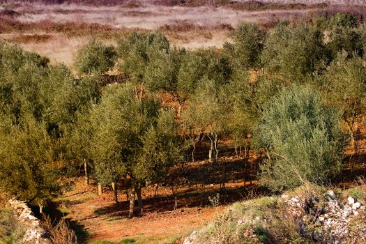 Agricultural field on a small hill with many olive trees