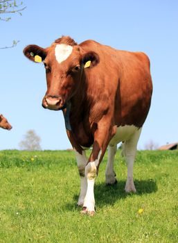 Brown and white cow walking toward the photograph in a green meadow by beautiful weather