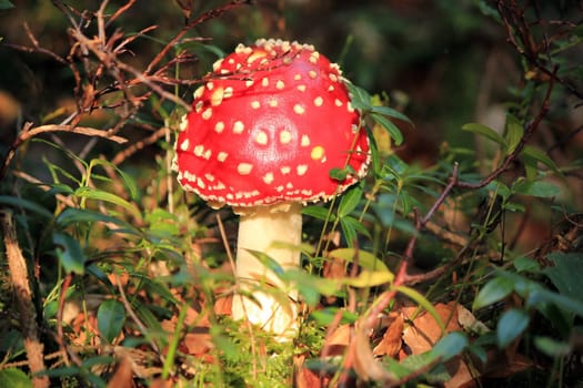 Red mushroom (Amanita Muscaria also known as Fly Ageric or Fly Amanita) in autumn forest