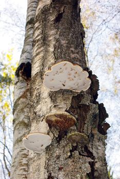 The big tinder fungus on a tree in a wood