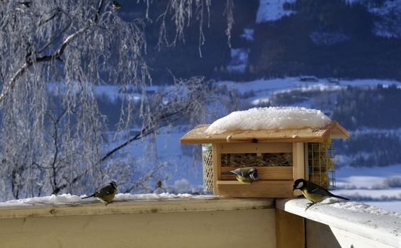 a couple of birds is eating from a feeder automat