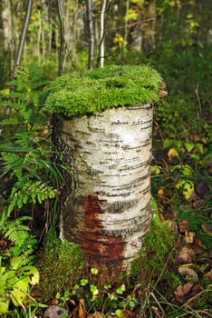 Green Moss Growing On The Birch Stump