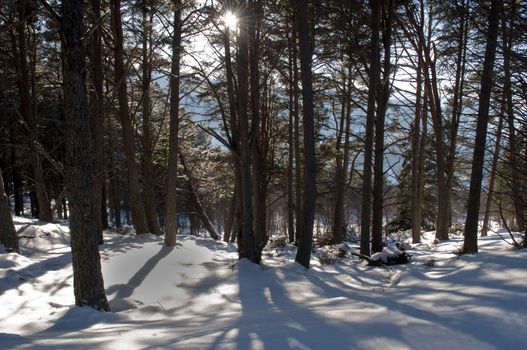 sunshine in the forest at wintertime