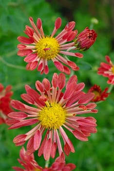 Unique variety of red-brown chrysanthemums has tubular petals.