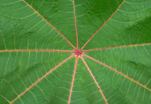 Close up red leaf of palmchrist texture background