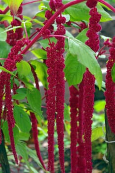 Red decorative amaranth plant in the garden