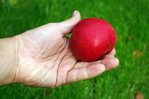 Fresh big red apple on the man's hand
