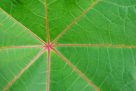 Close up red leaf of palmchrist texture background