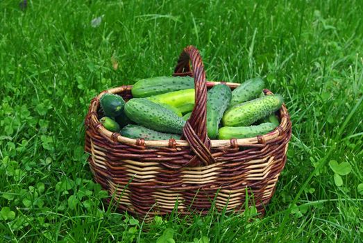 basket full of fresh cucumbers on green grass