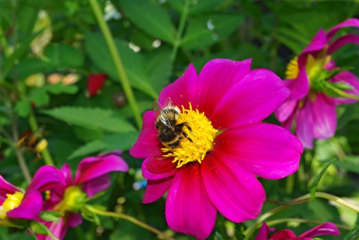 A honeybee on a bright pink dahlia in the garden