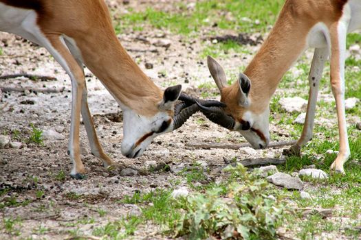 Springboks fighting at Ethosa National Park, Namibia