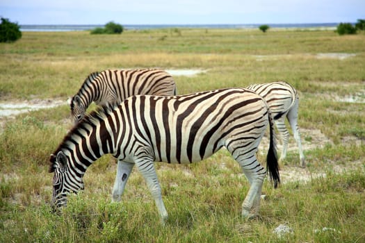 Zebra in Etosha National Game Reserve in Namibia