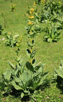 Big yellow gentian flowers by summer in Jura mountain, Switzerland