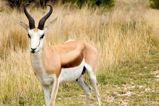 Springbok at Ethosa National Park, Namibia.