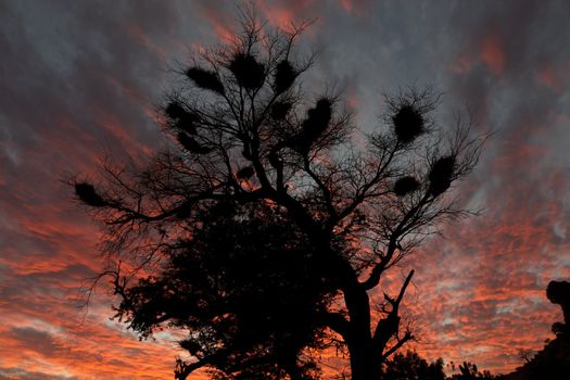 Red sunset on the Cliff of Bandiagara in the Land of the Dogons