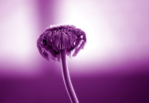 Beautiful dry flower , soft focus toned photo