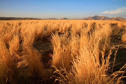 Landscape in the Namib-Naukluft National Park in Namibia