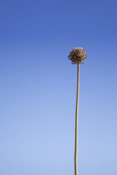 Dry flower with clear blue sky as background