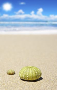 Beach scene with two dead sea urchin shells