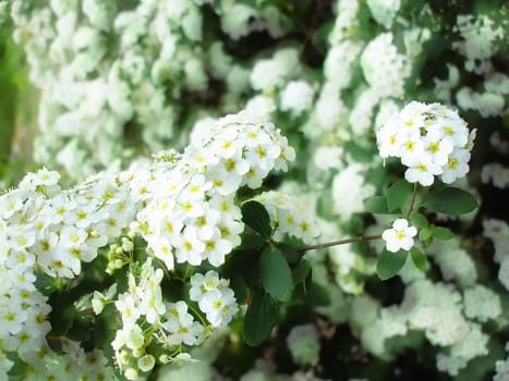 White spring flowers on  branches of a fruit tree - soft focus photo