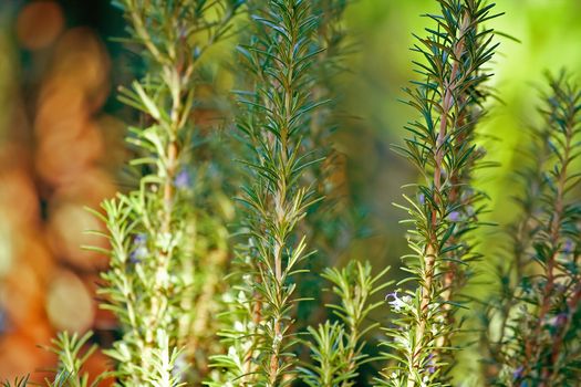 Green rosemary plants in a garden close up photo