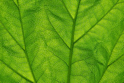Green transparent leaf close up texture background.