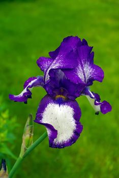 Close up image of a beautiful purple Iris flower in bloom
