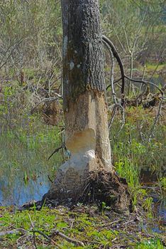 A tree cut down by a beaver