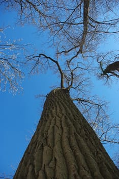 Look from below a huge tall trees