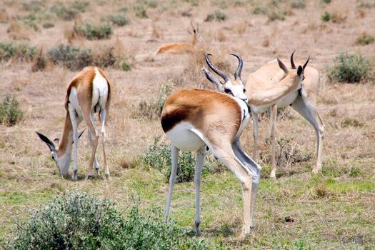 Group of Springboks at Ethosa National Park, Namibia.