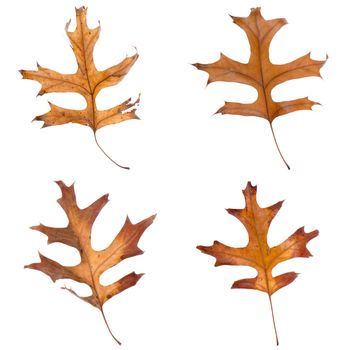 Four fall color leaves isolated on white background.