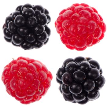 Four raspberry and blackberry fruits isolated on white background.
