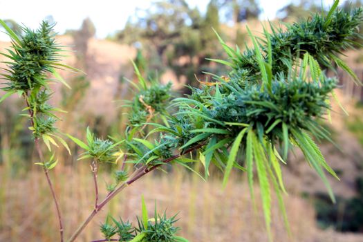 Leaves of a hemp. From a hemp produce a strong fibre for manufacture of ropes also the hemp which is a narcotic plant. - Location in Kerala - Morocco