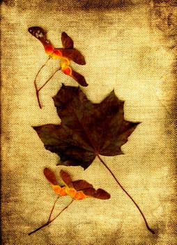 Dark maple leaf with fruits in grunge.