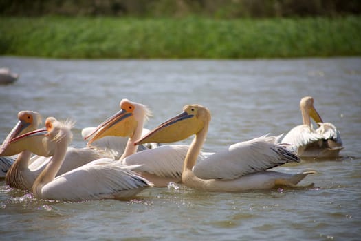 Group of pelicans in the Djoudj National park
