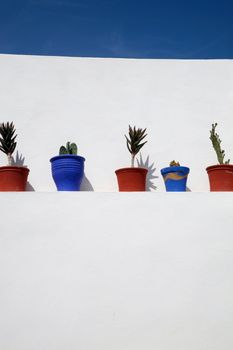 White wall with aligned plants with blue sky