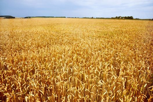 Golden wheat field in grunge