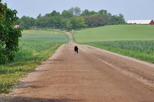 Black and white cat is talking a walk.